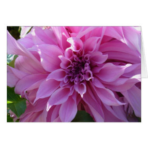 Rosa Dahlia OBS Kort
