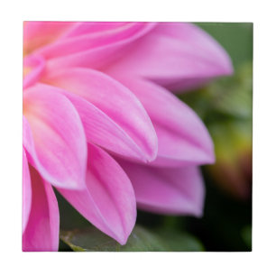 Rosa Dahlia Petals Kakelplatta