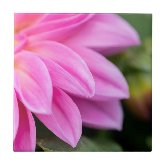 Rosa Dahlia Petals Kakelplatta (Framsidan)