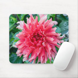 Rosa Dahlia Photography, Canadian Flower Musmatta