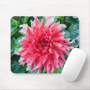 Rosa Dahlia Photography, Canadian Flower Musmatta