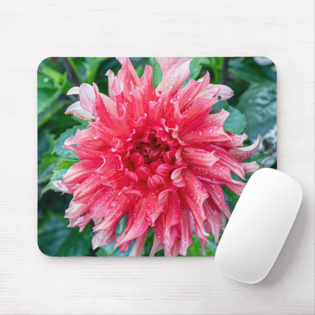 Rosa Dahlia Photography, Canadian Flower Musmatta (Med mus)