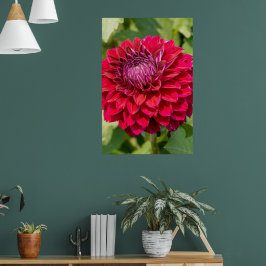 Rosa Dahlia Photography, Canadian Flower Poster