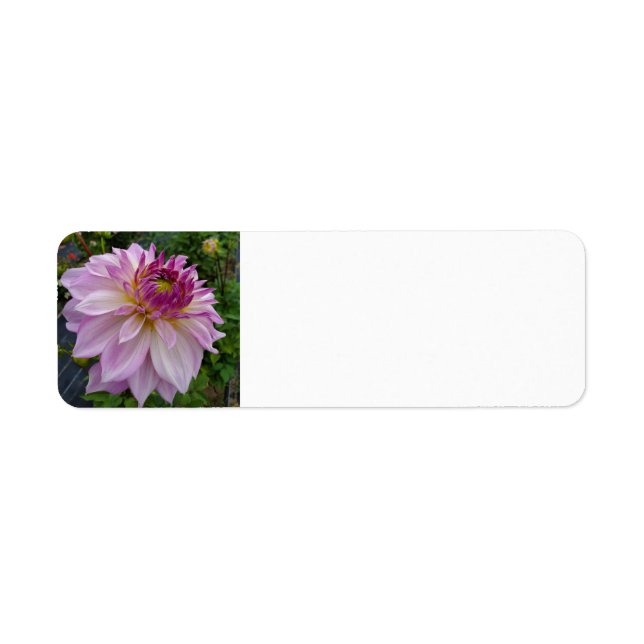Rosa Dahlia Returadress Etikett (Framsidan)