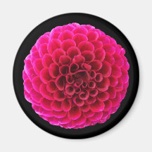Rosa Dahlia Rund Kylskåpsmagnet Blommig Present