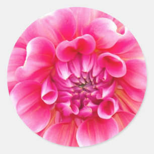 Rosa Dahlia Runt Klistermärke