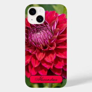 Rosa Dahlia, vacker Blomsterfotografi