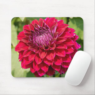 Rosa Dahlia, vacker Blomsterfotografi Musmatta