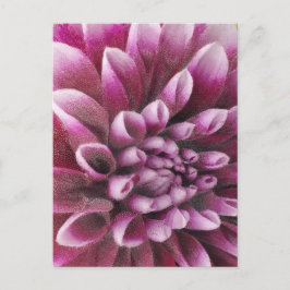 Rosa Dahlia Vykort