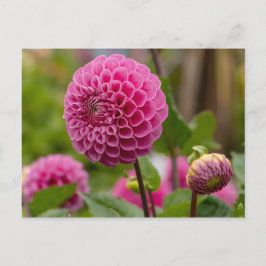 Rosa Dahlia Vykort