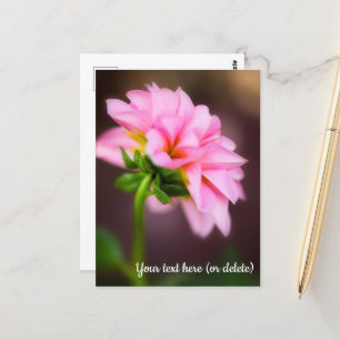 Rosa Dahlia vykort