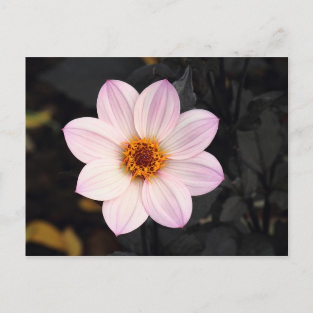 Rosa Dahlia Vykort (Framsida)