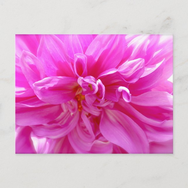 Rosa Dahlia-vykort Vykort (Framsida)