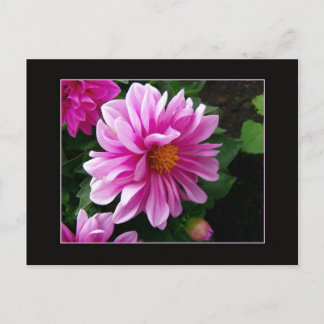 Rosa Dahlia-vykort Vykort
