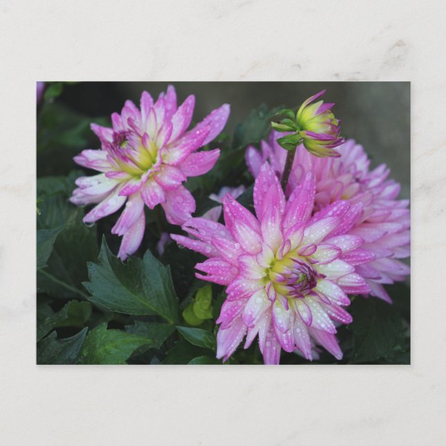 Rosa Dahlia-vykort Vykort (Framsida)
