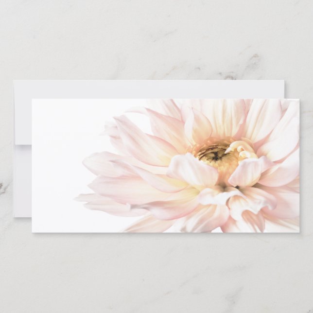 Rosa Dahliablomma - Dahlias skräddarsy mallen (Framsida)