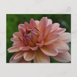 Rosa Dahliablommavykort Vykort