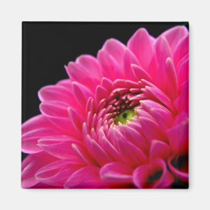 Rosa Dahliamagnet Magnet