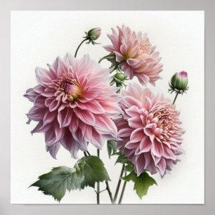 Rosa Dahlias Flower Art Print Poster