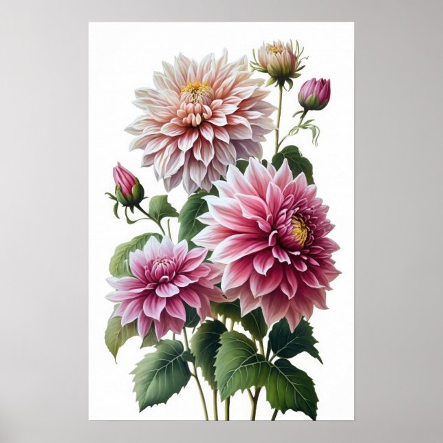 Rosa Dahlias Flower Art Print Poster (Framsidan)