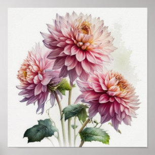 Rosa Dahlias Flower Art Print Poster