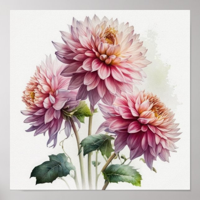 Rosa Dahlias Flower Art Print Poster (Framsidan)