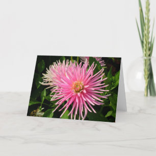 Rosa Dahlias-kort Kort