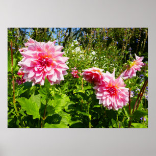 Rosa Dahlias (Otto's Thrill) Poster