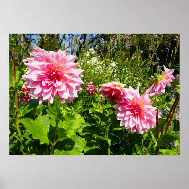 Rosa Dahlias (Otto's Thrill) Poster (Framsidan)