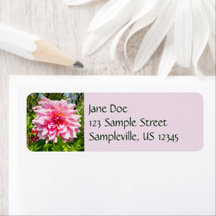 Rosa Dahlias (Otto's Thrill) Returadress Etikett