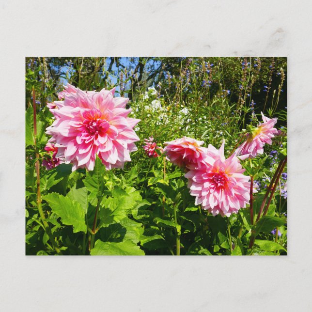 Rosa Dahlias (Otto's Thrill) Vykort (Framsida)