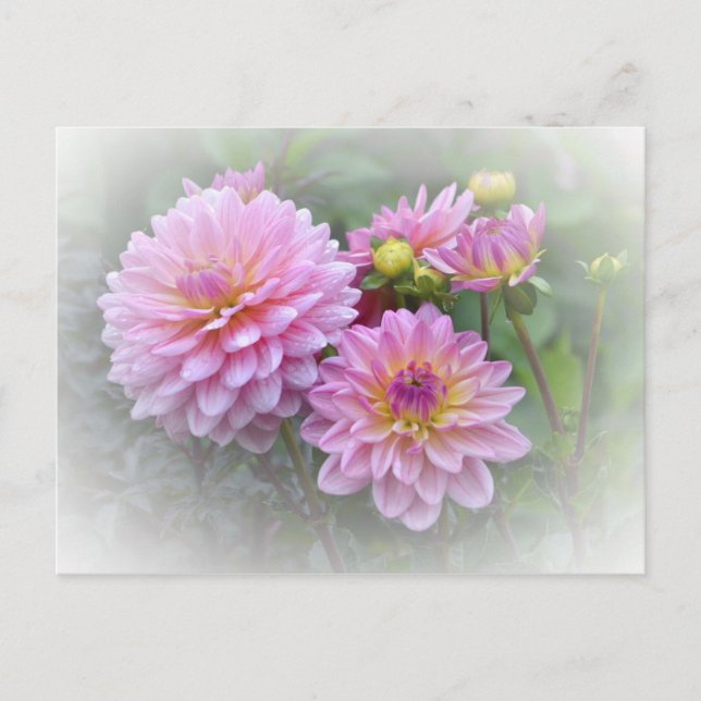 Rosa Dahlias Vykort (Framsida)