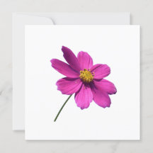 ROSA DAISY, BLANK TILLFÄLLEN-KORT