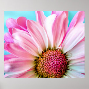 Rosa Daisy blomma Bloom Poster