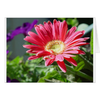Rosa Daisy Card Hälsningskort