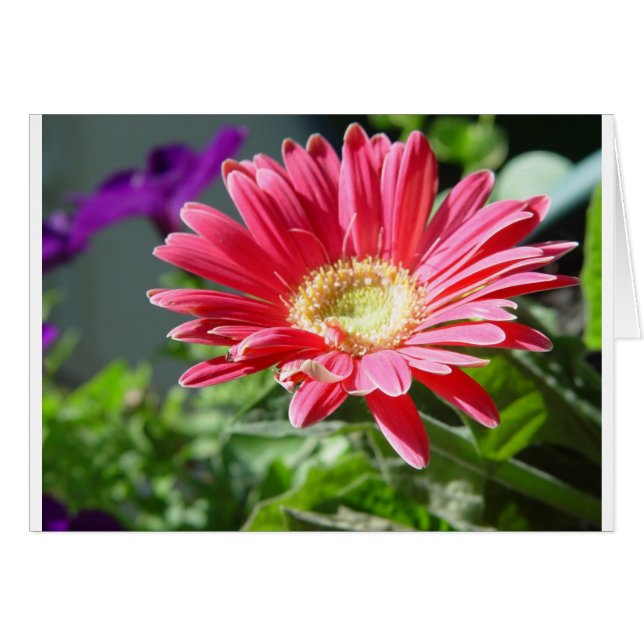 Rosa Daisy Card Hälsningskort (Framsidan Horizontal)