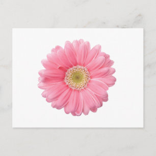 ROSA DAISY, enfärgad, vit bakgrund P36 Vykort