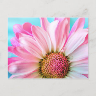 Rosa Daisy Flower Vykort