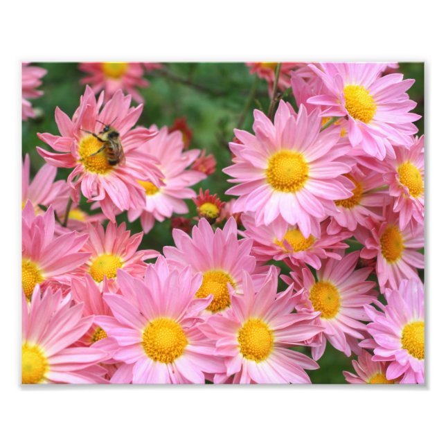 Rosa Daisy Flowers och Humla 8 x 10 Fototryck (Framsidan)