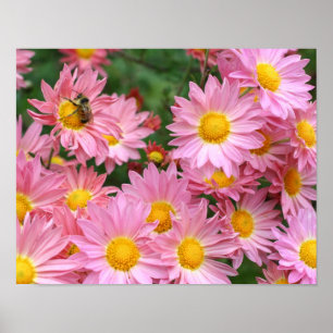 Rosa Daisy Flowers och Humla Poster