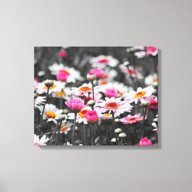 Rosa Daisy: foto av Rosa Flower Färg Stänk Canvastryck (Framsida)