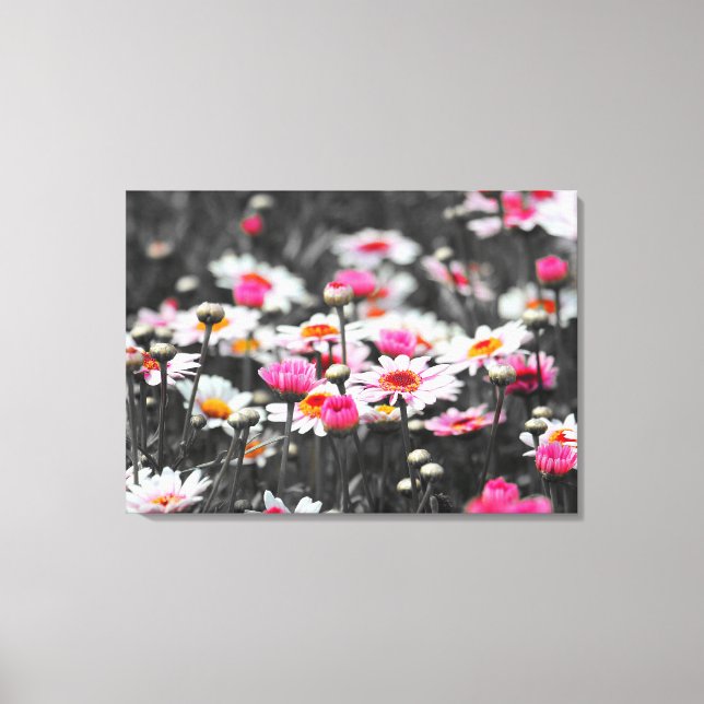Rosa Daisy: foto av Rosa Flower Färg Stänk Canvastryck (Framsida)