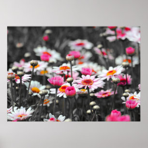 Rosa Daisy: foto av Rosa Flower Färg Stänk Poster