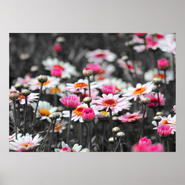 Rosa Daisy: foto av Rosa Flower Färg Stänk Poster (Framsidan)