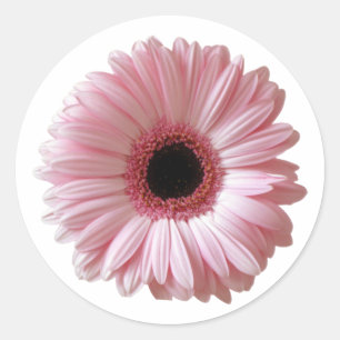 Rosa Daisy Gerbera Runt Klistermärke
