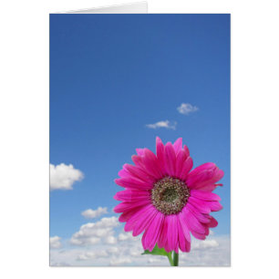 Rosa Daisy Hälsningskort