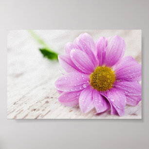Rosa Daisy - lägre värde Poster