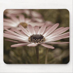 Rosa Daisy makro Musmatta