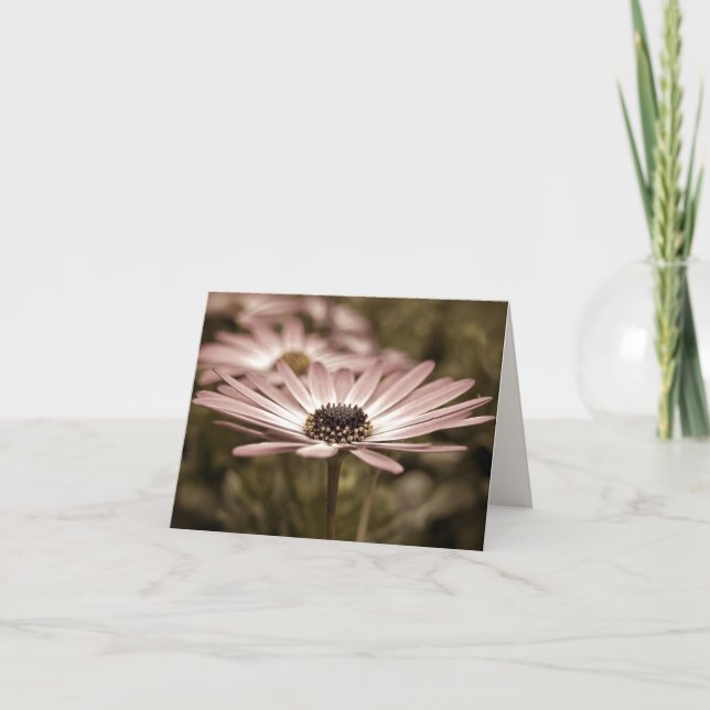 Rosa Daisy Makro Notecard Kort (Framsida)