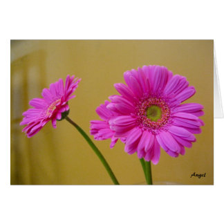 Rosa daisy OBS kort